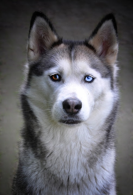 42 fotos de cachorros adoráveis ELFANDARILHA