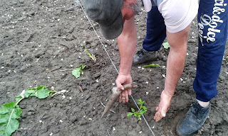 finalizarea plantarii rasadului de tomate finalizarea plantarii tomatelor la sfoara