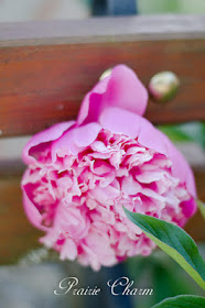 Prairie Charm- Peony Garden-Treasure Hunt Thursday- From My Front Porch To Yours