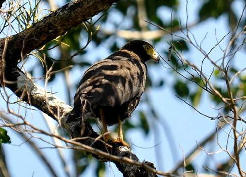 Indian birds - Image of Andaman serpent eagle - Spilornis elgini