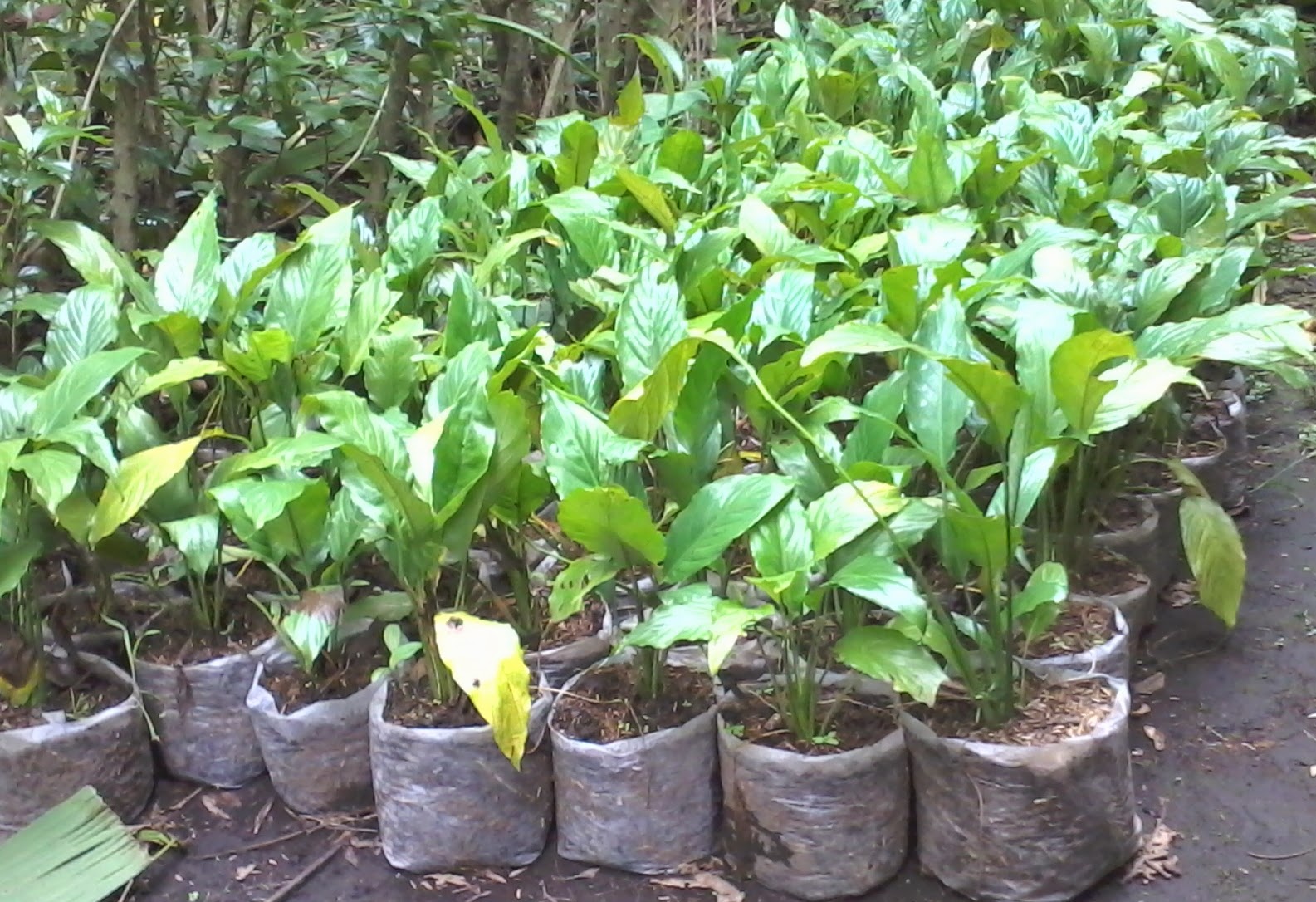 Jual Tanaman  Sphathiphyllum Murah Bunga Peace Lily 
