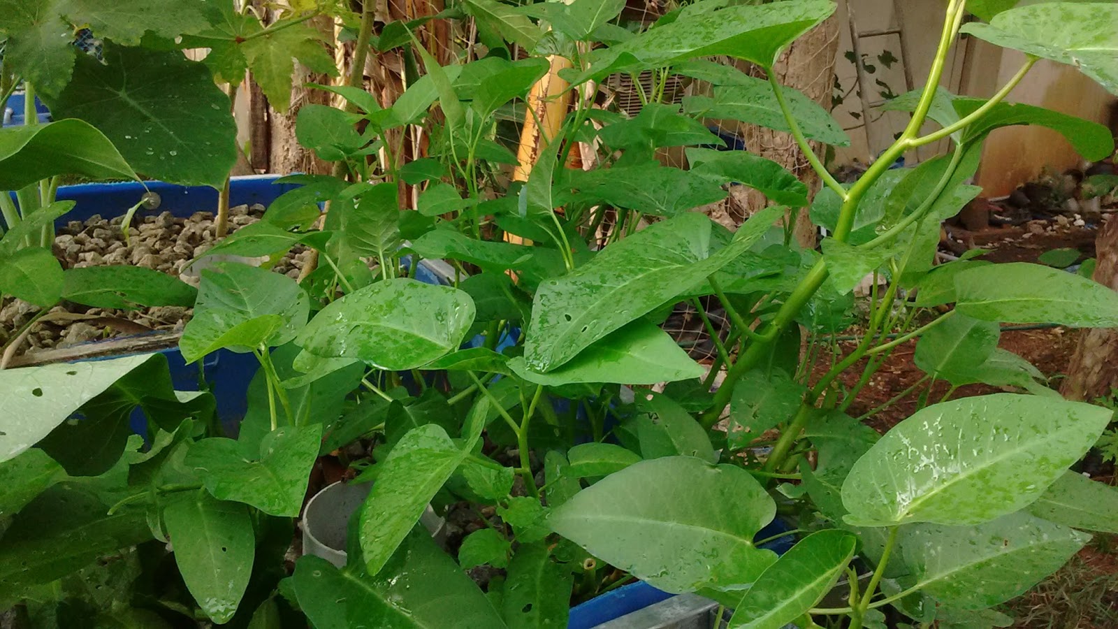 Keralaponics: Water Spinach (വയൽച്ചീര)