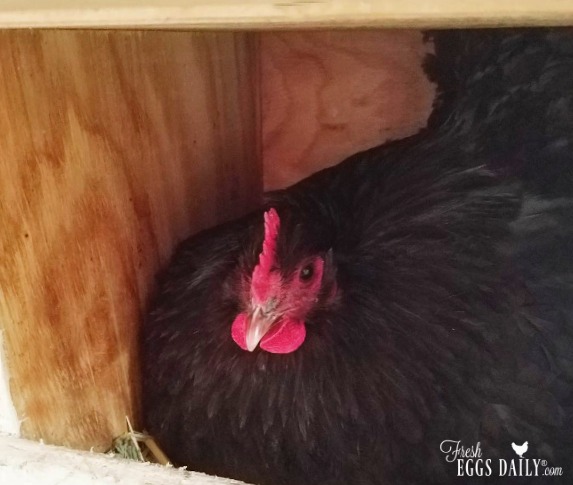 Au Bout De Combien De Temps Une Poule Pond Combien de temps faut-il à une poule pour pondre un œuf? / Fresh Eggs