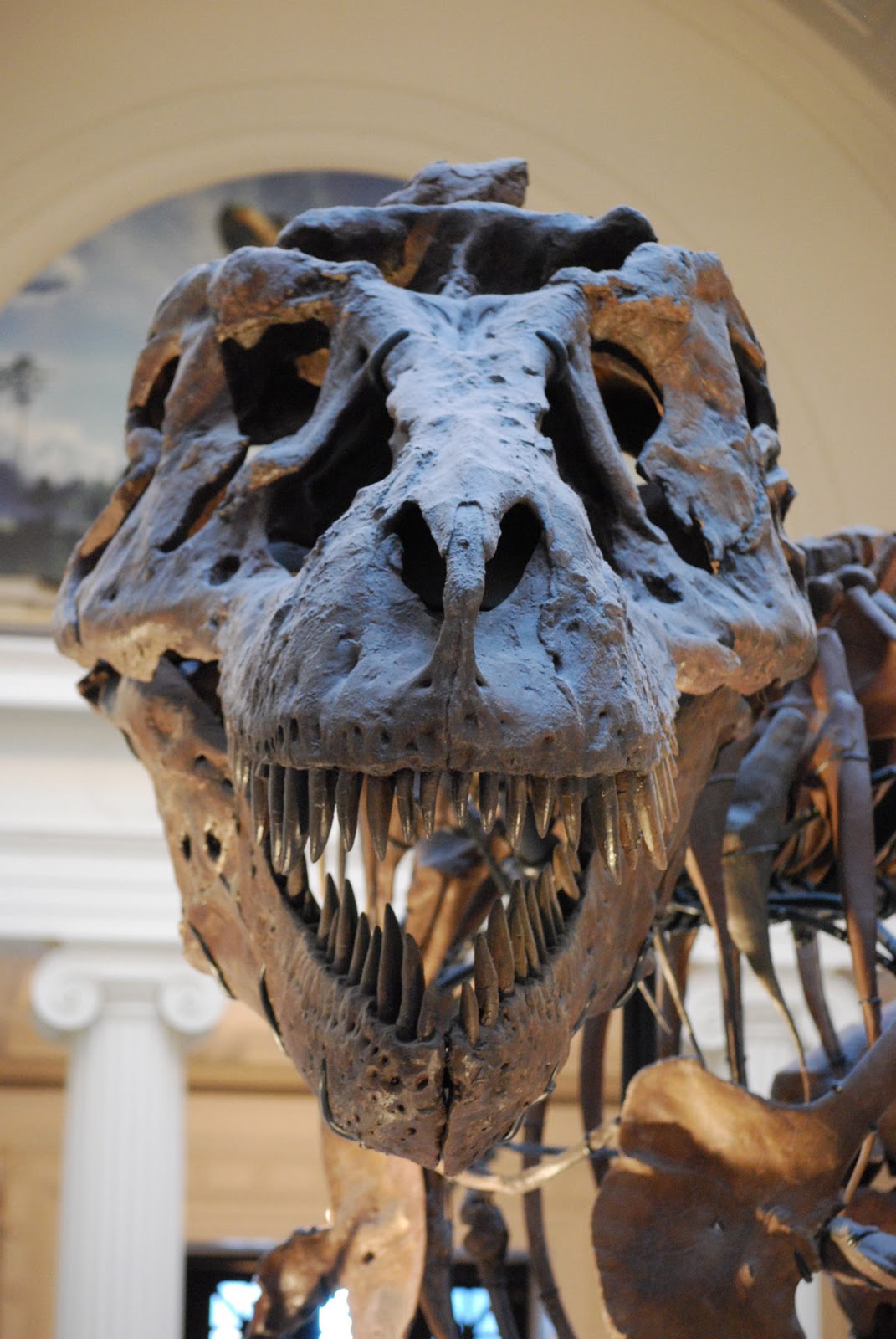 sue dinosaur fossil