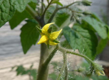 ミニトマト レジナ の育て方 開花しました 別苗を水耕栽培にセット