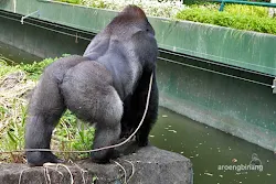 gorilla kebun binatang ragunan jakarta