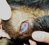 jenis-jenis penyakit yang umum menyerang ternak kelinci