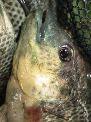 Fish Results from fishing Fish Results from fishing