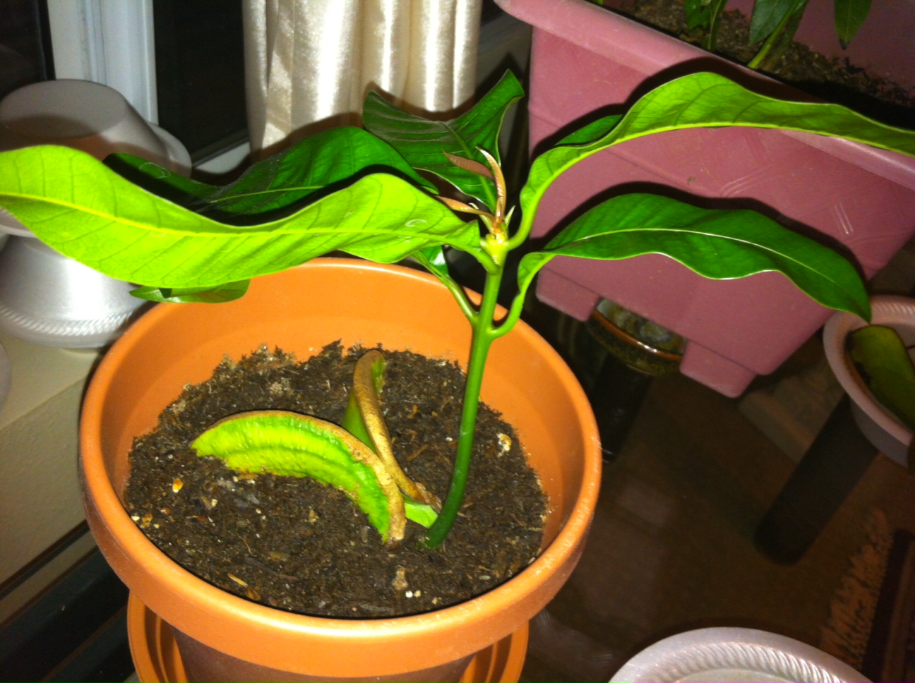 Mango Growing SeedToPot Tutorial Wanted to grow a Mango plant from