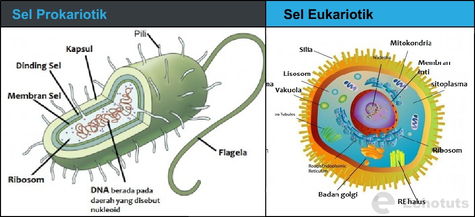 Struktur Dan Fungsi Sel Eukariotik Pdf