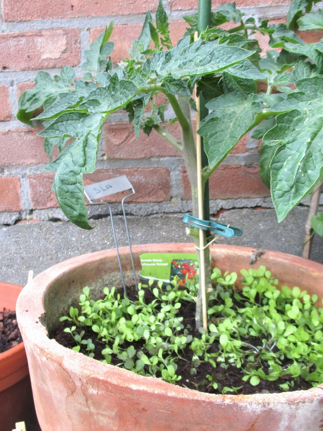 Moois van ' DIY Tomaten kweken in pot