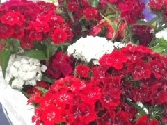 Dianthus