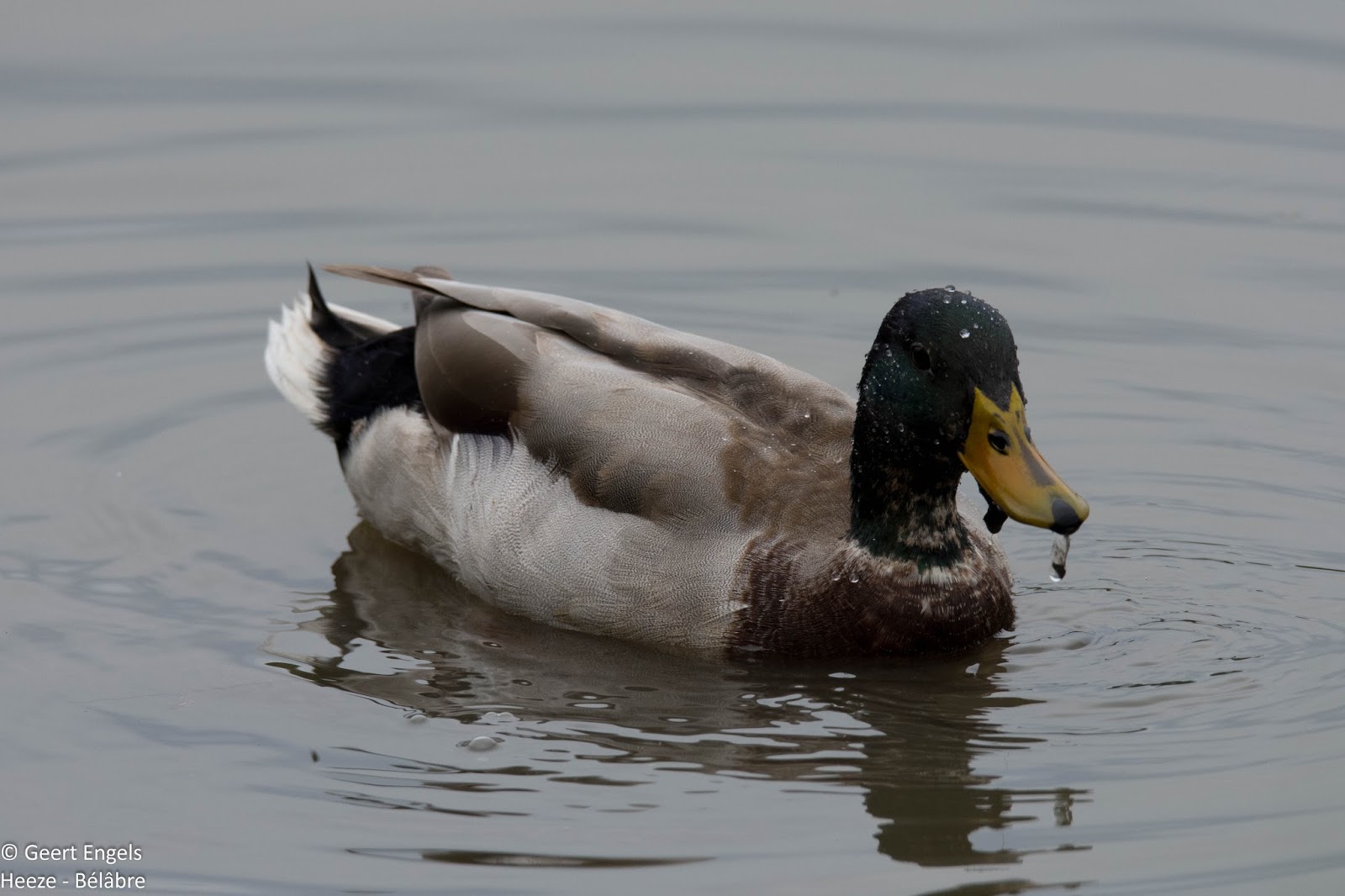 Foto's van Geert Engels Wilde eenden