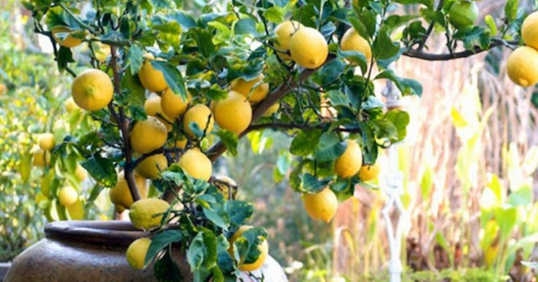 Come curare la pianta di limone | Fai da Te Mania