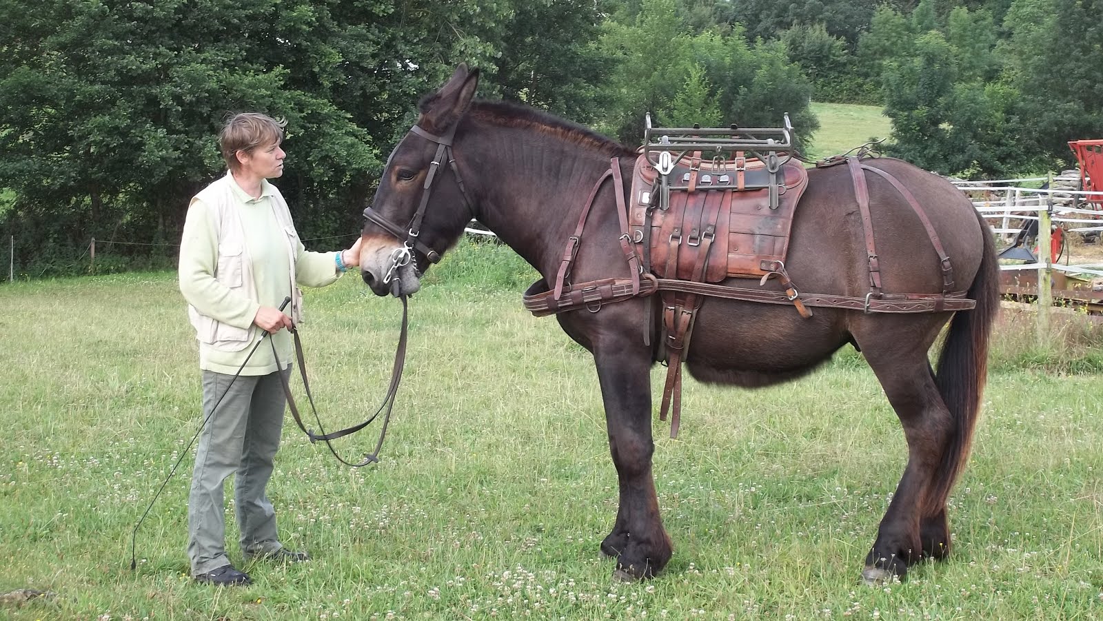 Selle de bât pour mulet de l armée suisse anton Vaud