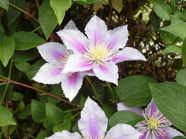 ６０歳で無職の優雅な日々 クレマチス ピール Clematis Early Large Flowered Piilu