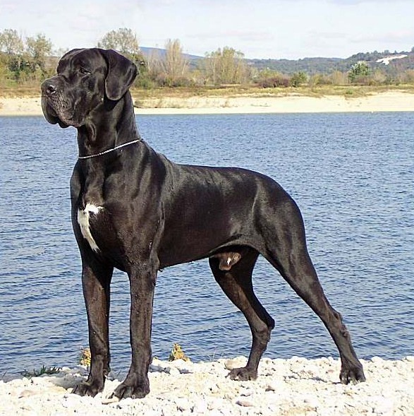 Cute Dogs: Black great Danes