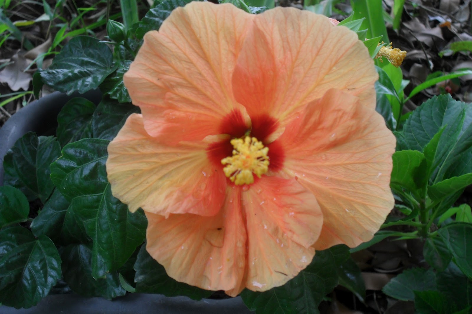 BIOTERRA: INFLORESCÊNCIA (FLORES)