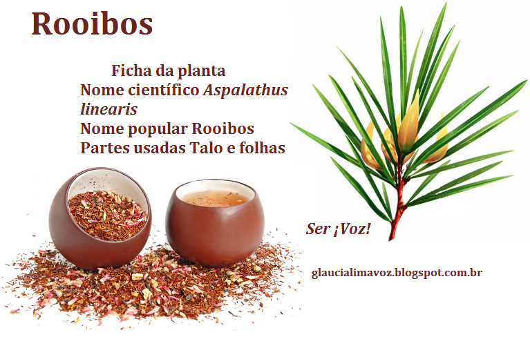 Cha Rooibos Ser ¡Voz!: Chá de Rooibos