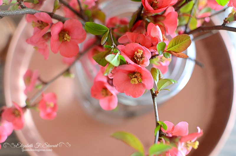 Gardening Granny S Gardening Pages Flowering Quince