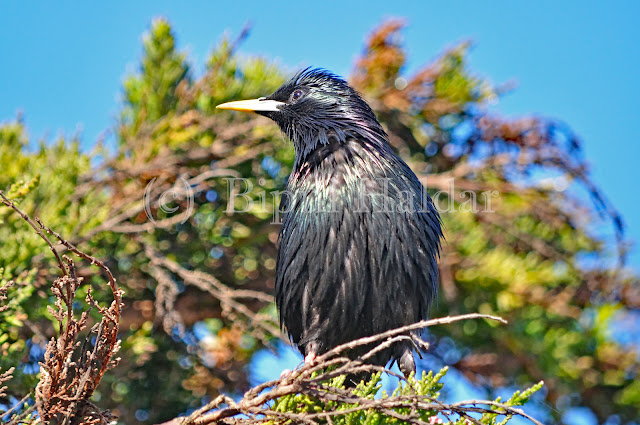 Common Starling Common Starling