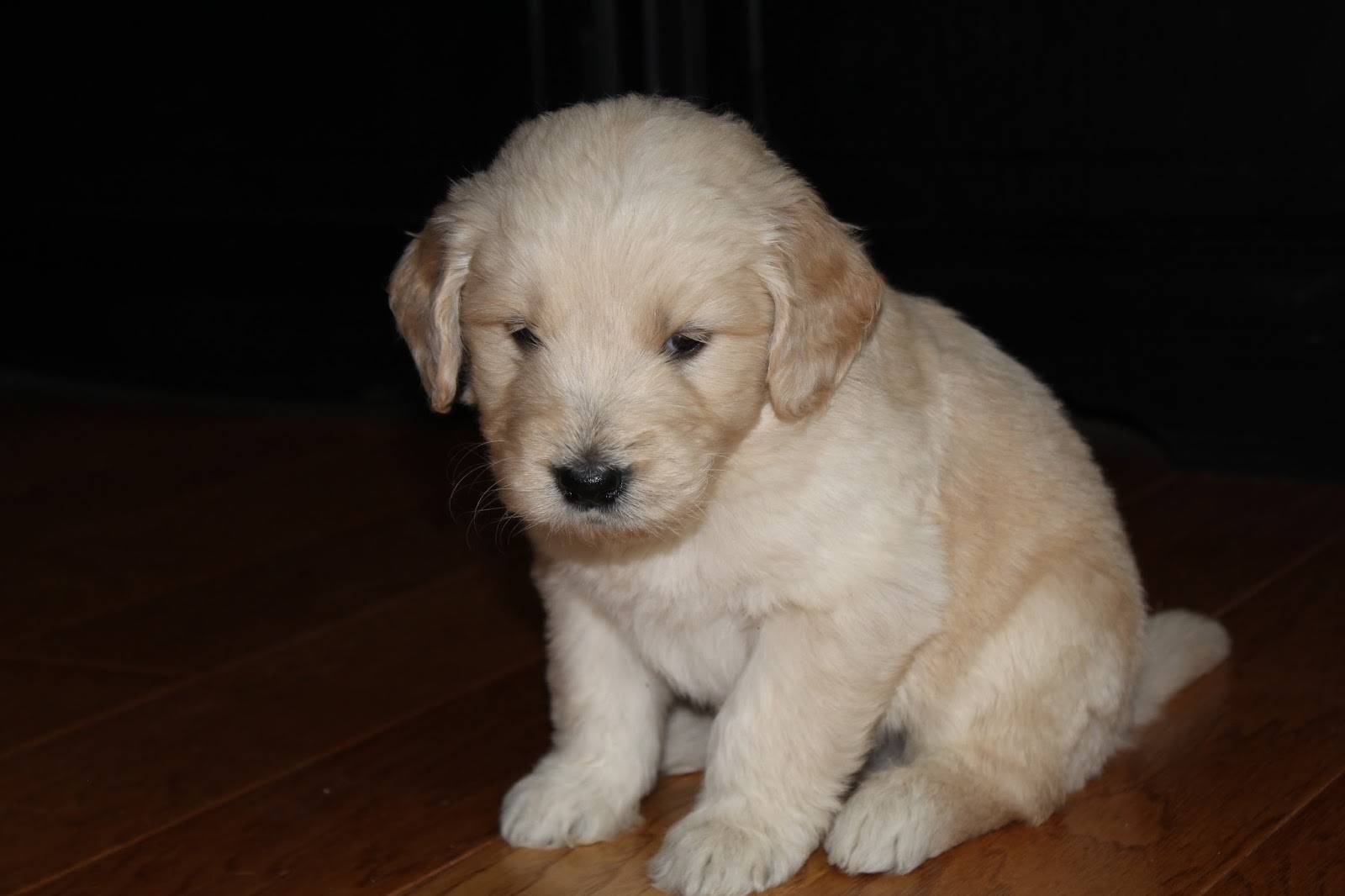 Southern Indiana Sugar Doodles 8124868504 5 Weeks Old F1b English