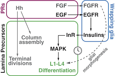Glia relay differentiation cues to coordinate neuronal development in Drosophila