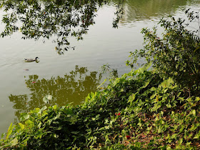 duck swimming in a lake past Red silk-cotton (Bombax ceiba, kapot) flowers