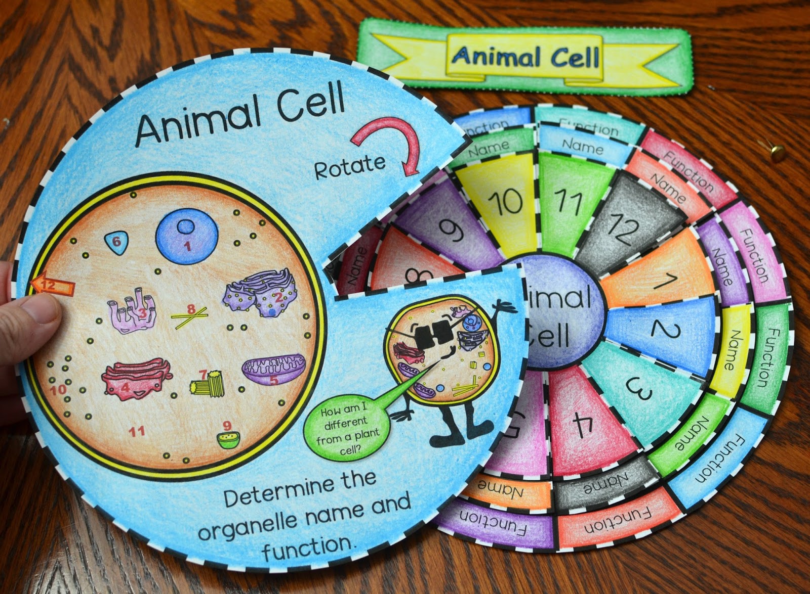 Math in Demand: Animal Cell Foldable