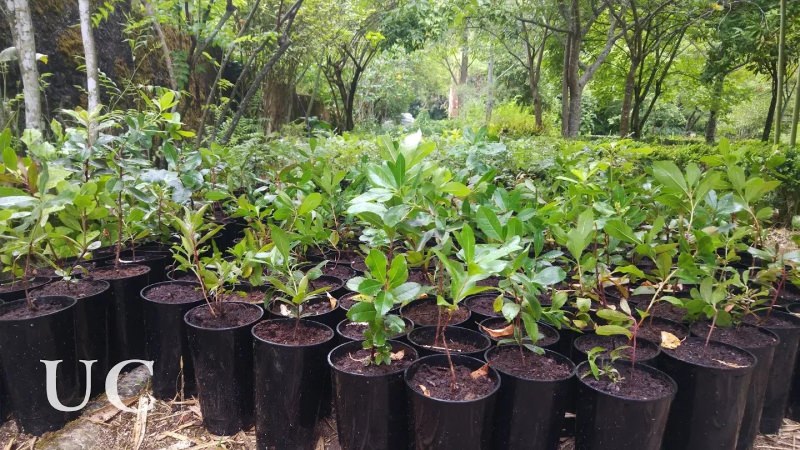 Plantas