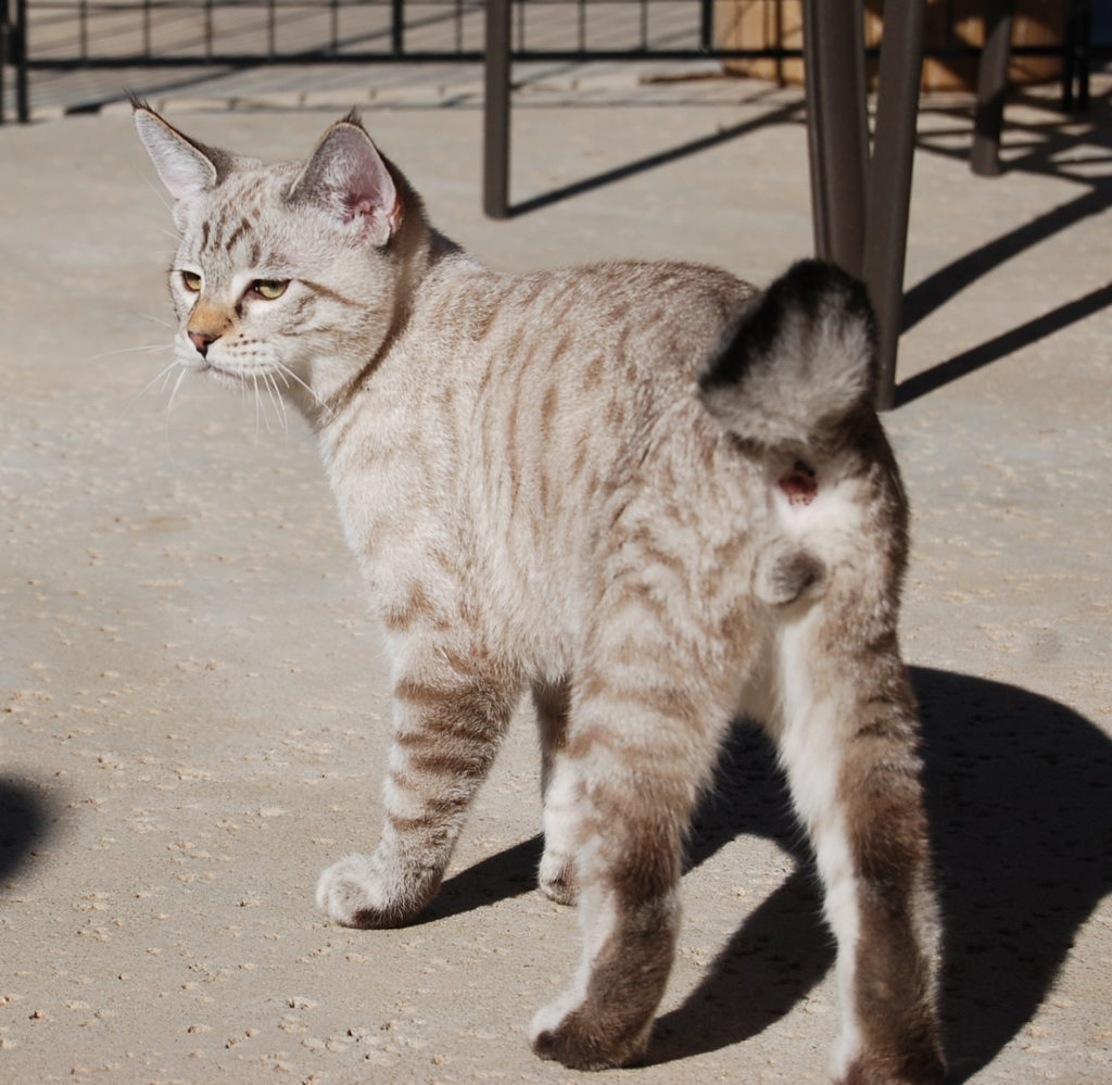 American Bobtail Amazing Pets For You