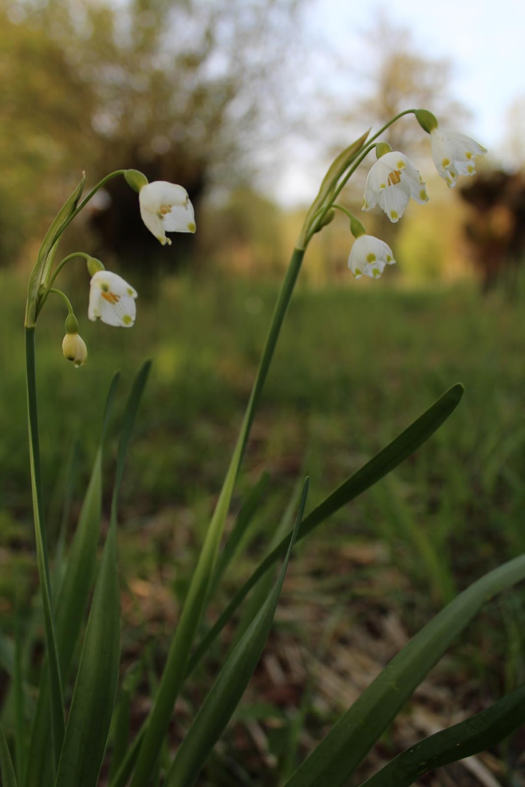 Der Blumenwanderer: ein schillerndes Juwel