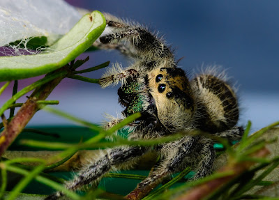 Phidippus regius