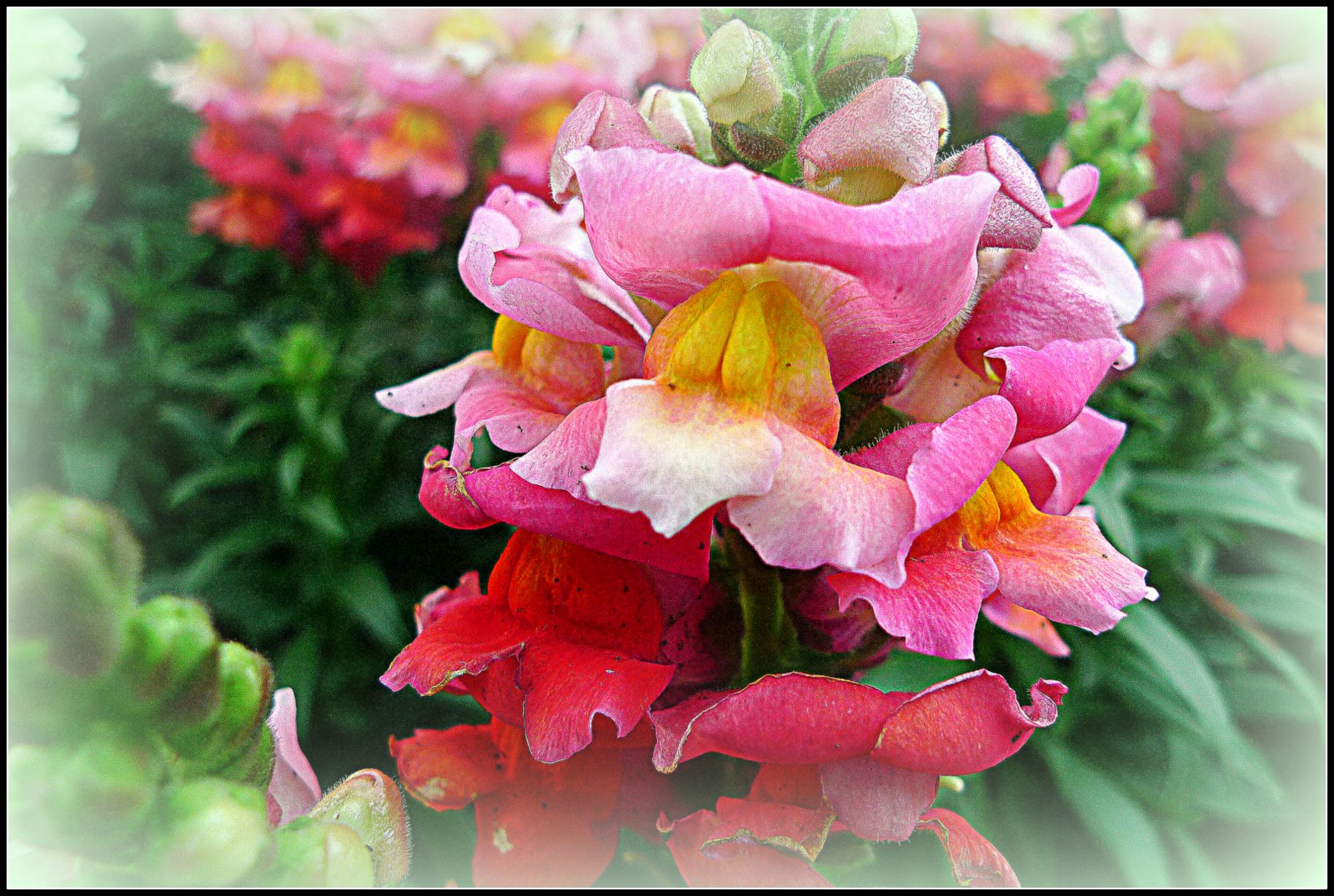 photowannabe CALIFORNIA WINTER FLOWERS