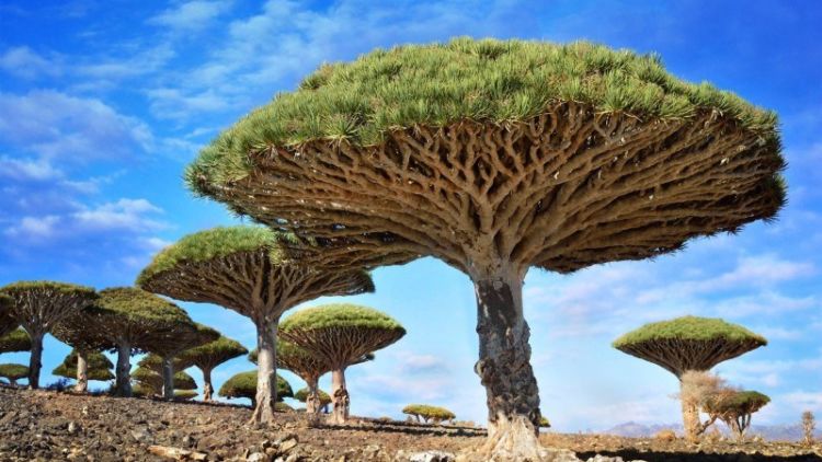 Image result for Delima Socotra
