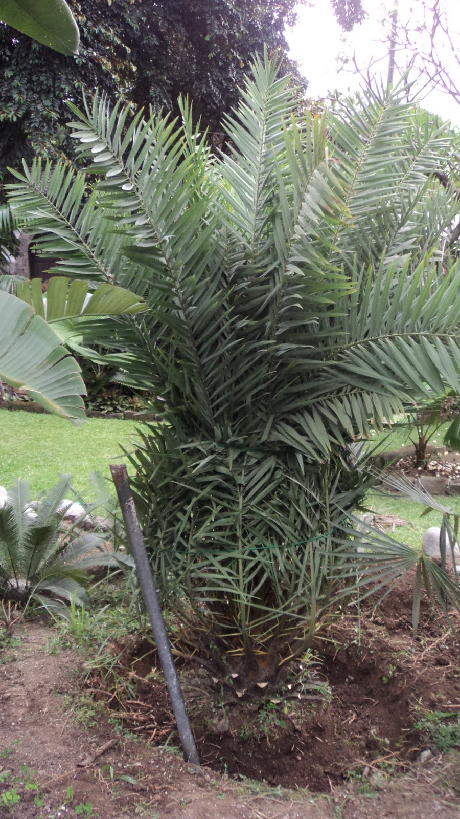 Zimmerman Tree Service Root Pruning In South Florida