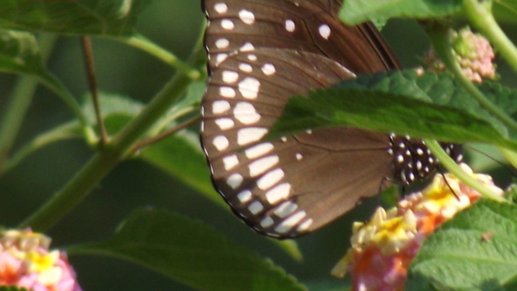 Wonderful World of Birds Pune Butterfly Garden