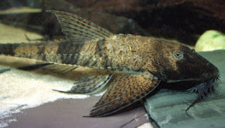Vieja del agua