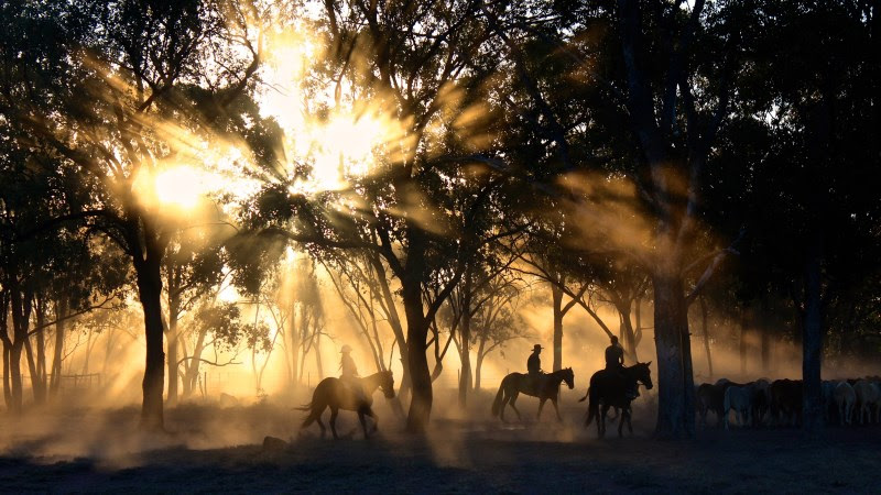 The Cattle Herders
