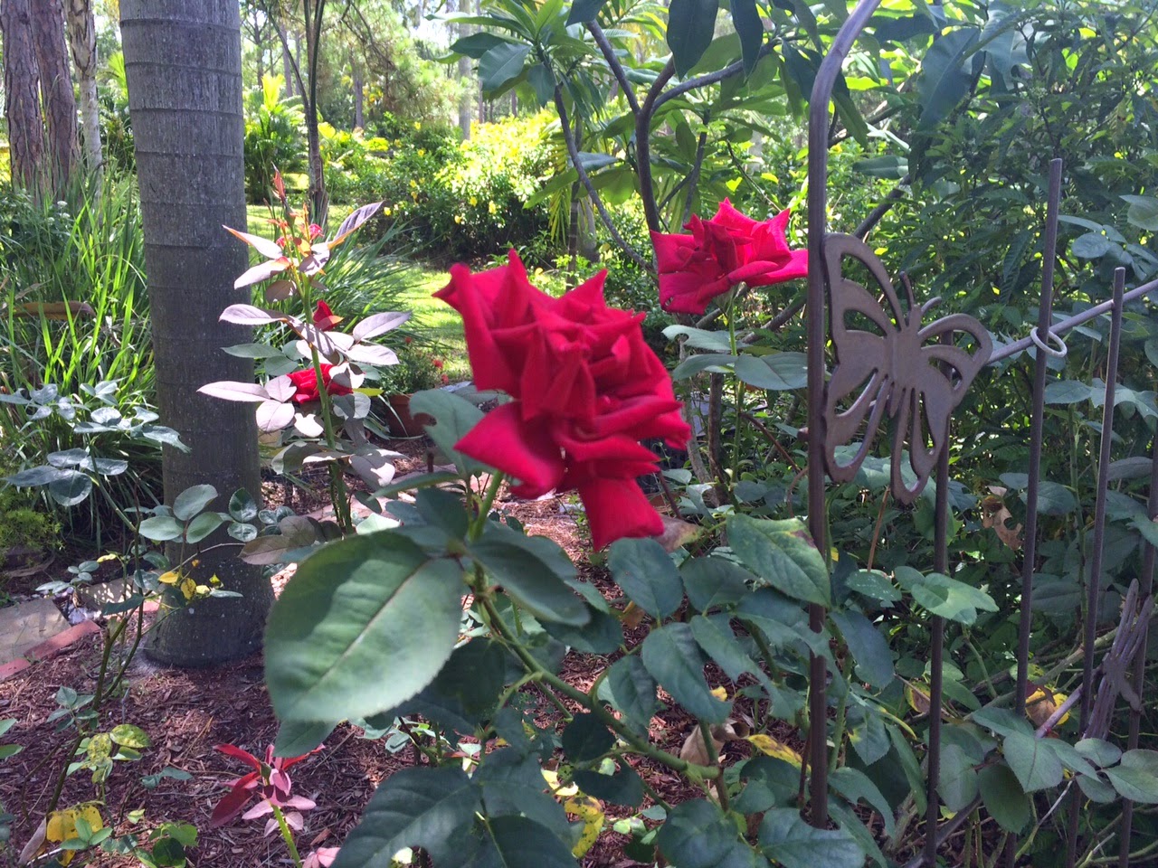 Dawns Garden Life Growing Roses in South Florida? Of Course You Can!