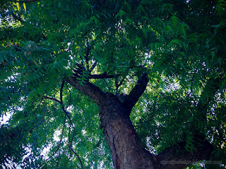 Natural Branches And Leaves Of The Tree On A Sunny Day In The Garden