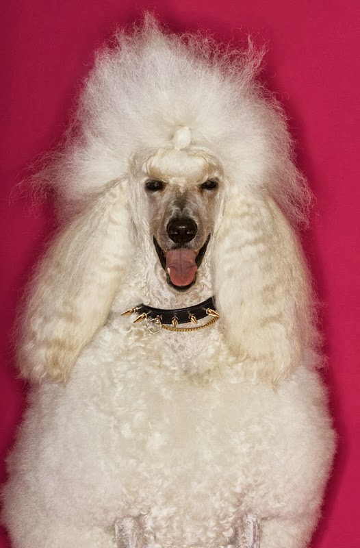 Do Different Dog Breeds Have Different Personalities