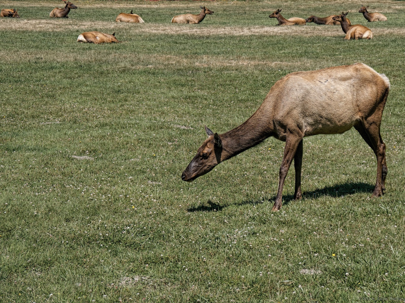 Elk Elk