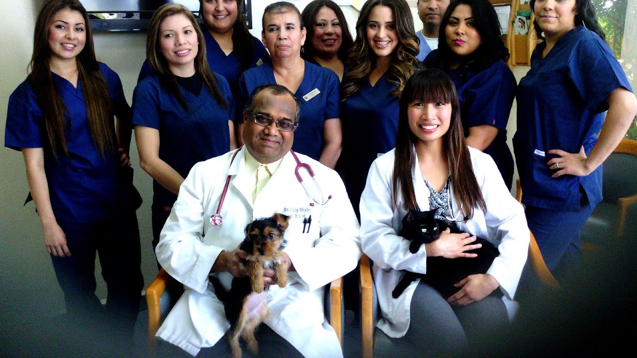 Dog And Cat Animal Hospital Dog Choices