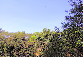 skywatch, blue sky, green trees, mumbai, india, bird, CDP Theme Day, 