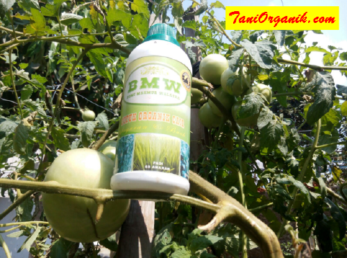 Tomat jumbo dirangsang denga POC BMW
