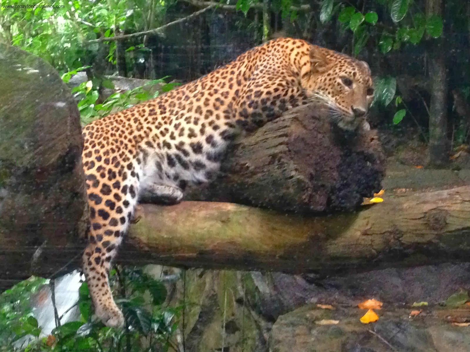 Singapore Zoo Safari-Singapore Zoo review
