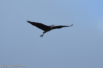 Bernat pescaire (Ardea cinerea)