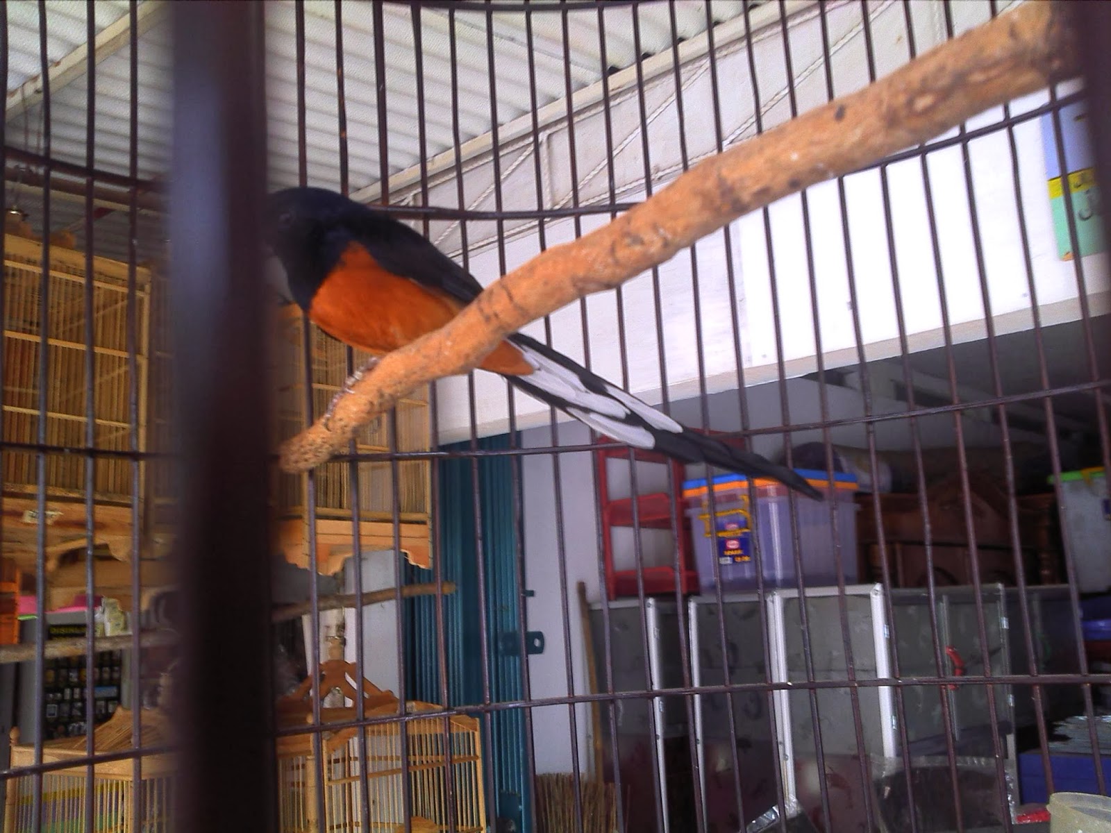 PETERNAK MURAI MEDAN (RAPTOR BF): BURSA / DIJUAL di KIOS 