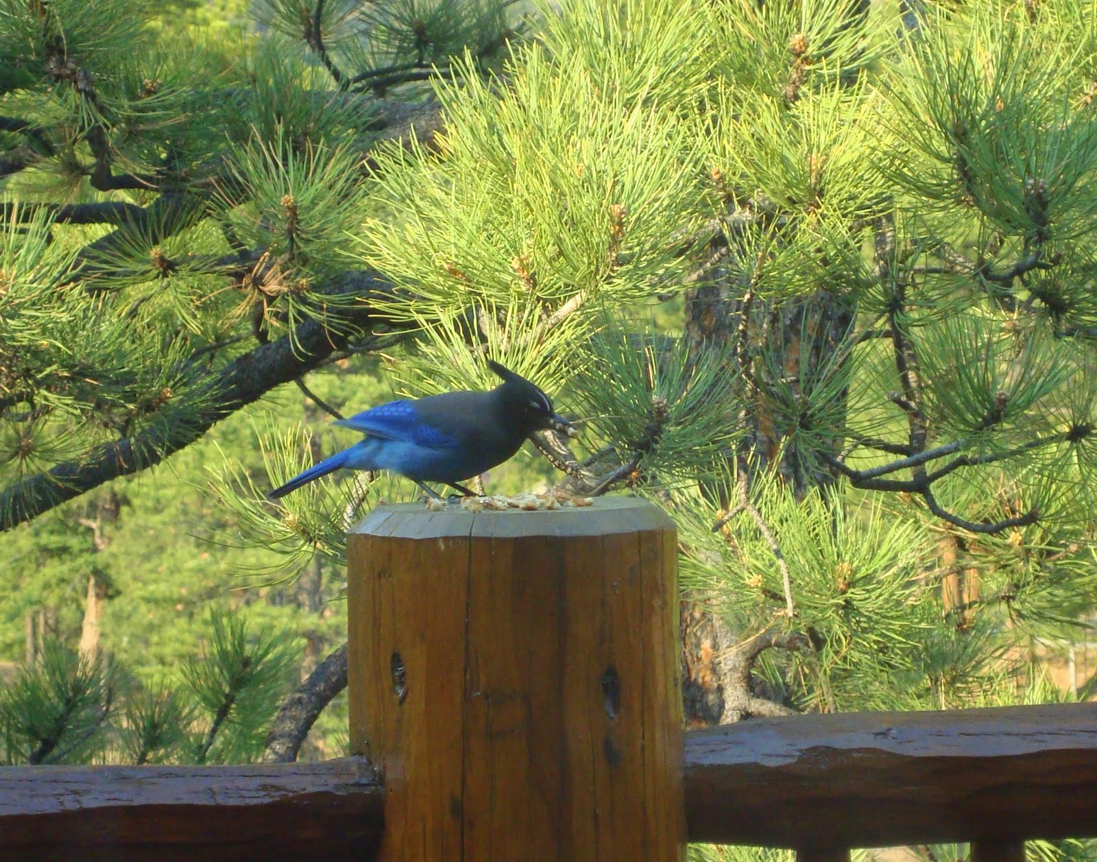 Thick and Thin : Steller Jay